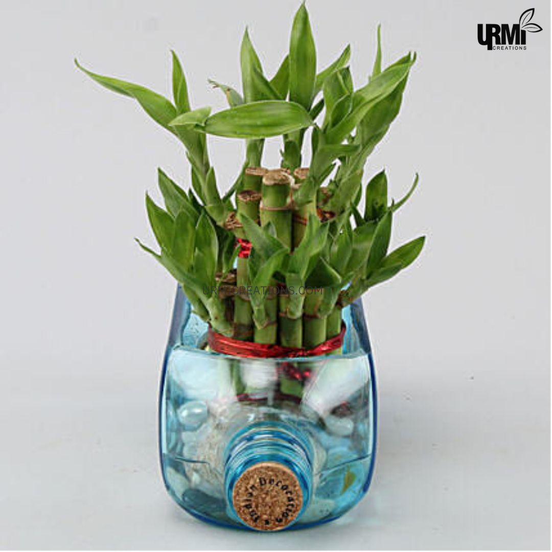 Lucky Bamboo Bombay Sapphire Bottle Planter 