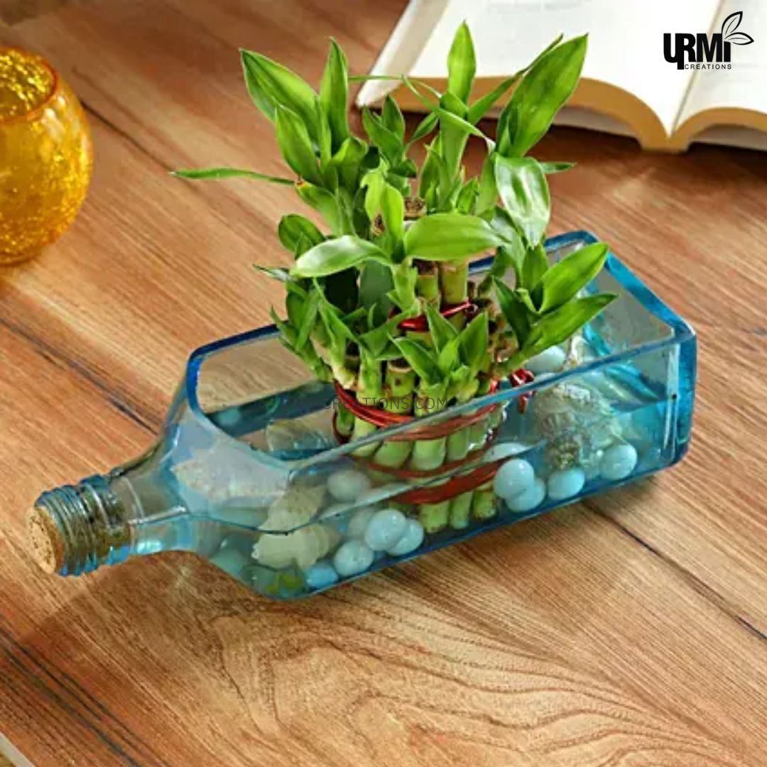 Lucky Bamboo Bombay Sapphire Bottle Planter 