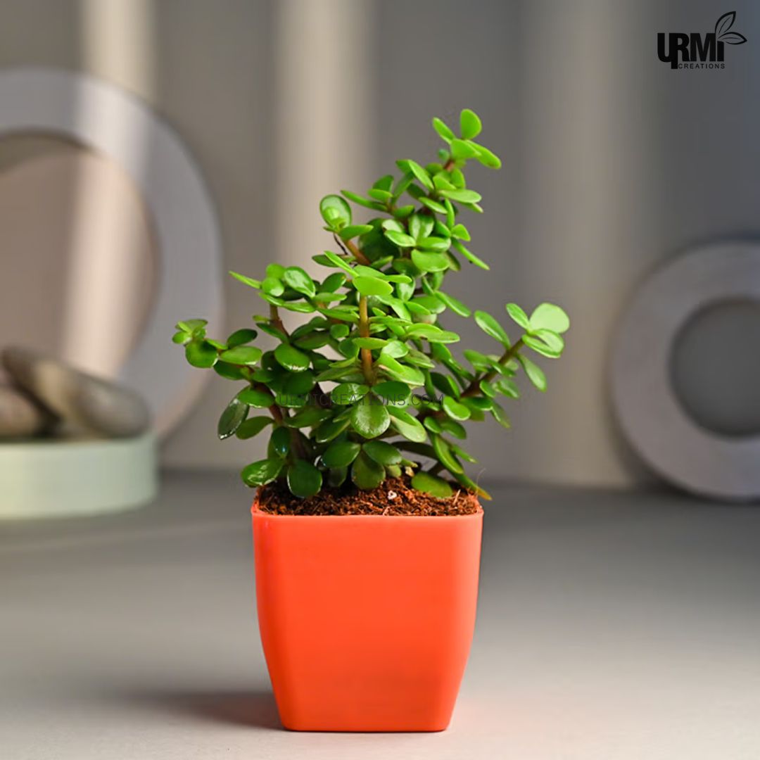 Combo Plants Jade & Money Plant