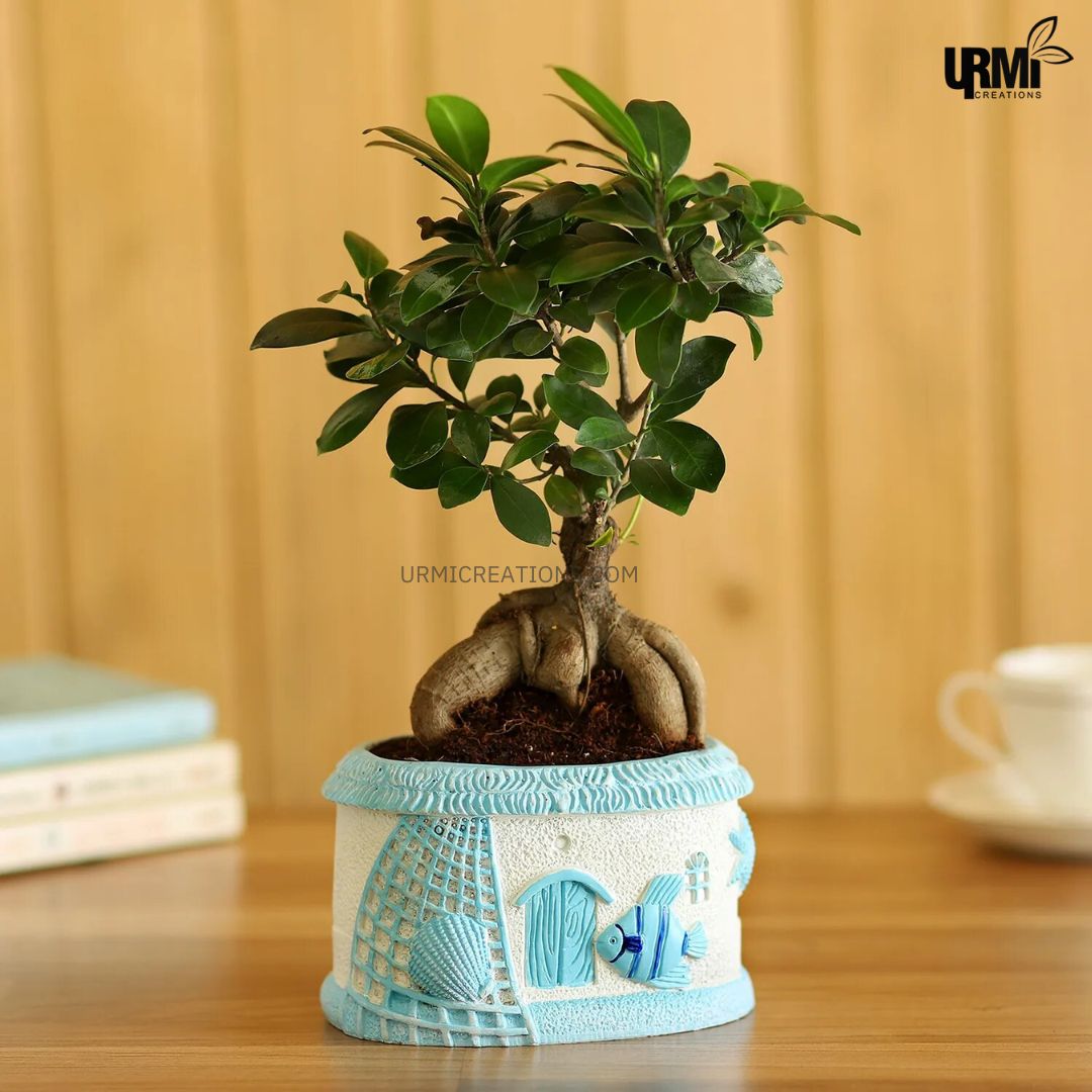 Ficus Ginseng Bonsai In Sea House Planter