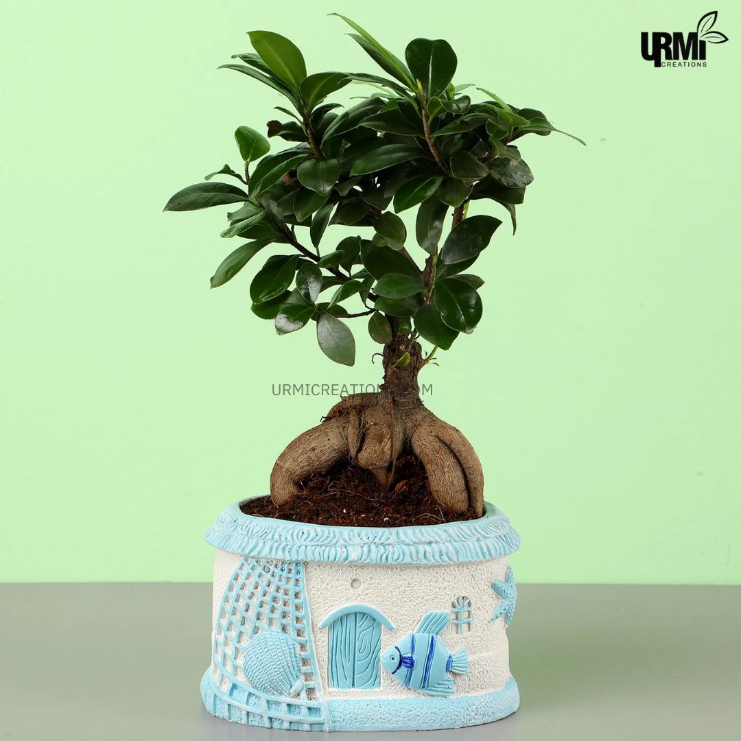 Ficus Ginseng Bonsai In Sea House Planter