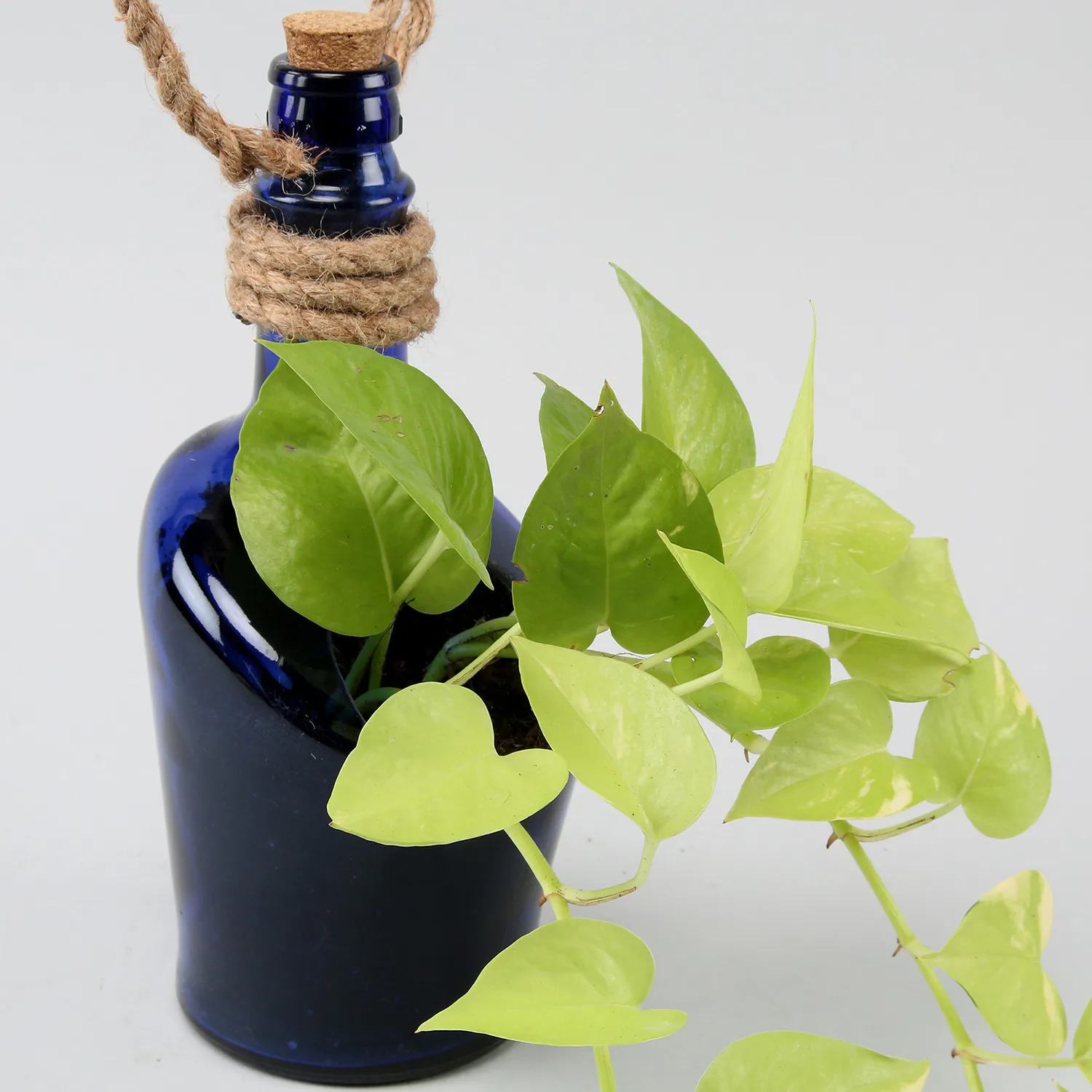 Hanging Money Plant In Antiquity Bottle Planter